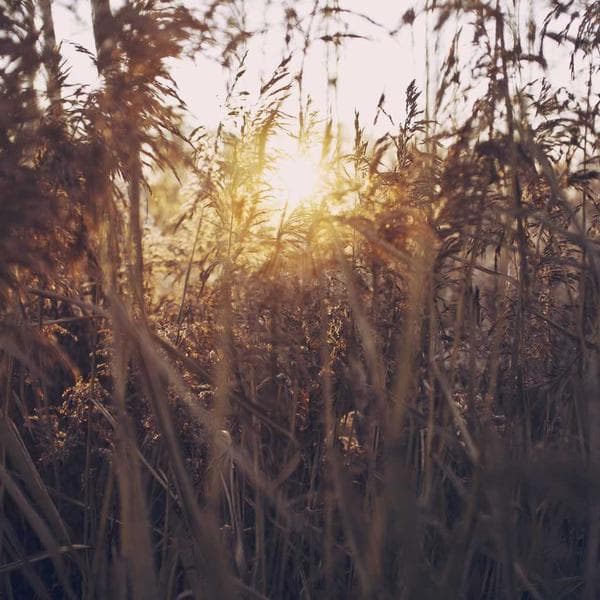 گوشواره لینک متوسط طلای زرد